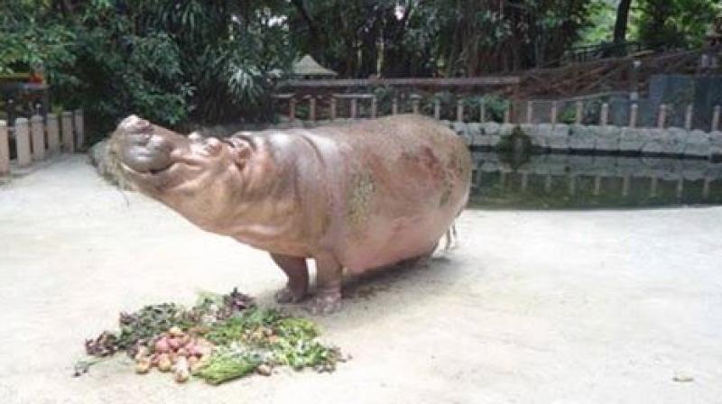 Bertha the hippo at the Manila zoo. (Photo: Friends of Manila Zoo Facebook) Bertha the hippo at the Manila zoo. (Photo: Friends of Manila Zoo Facebook)