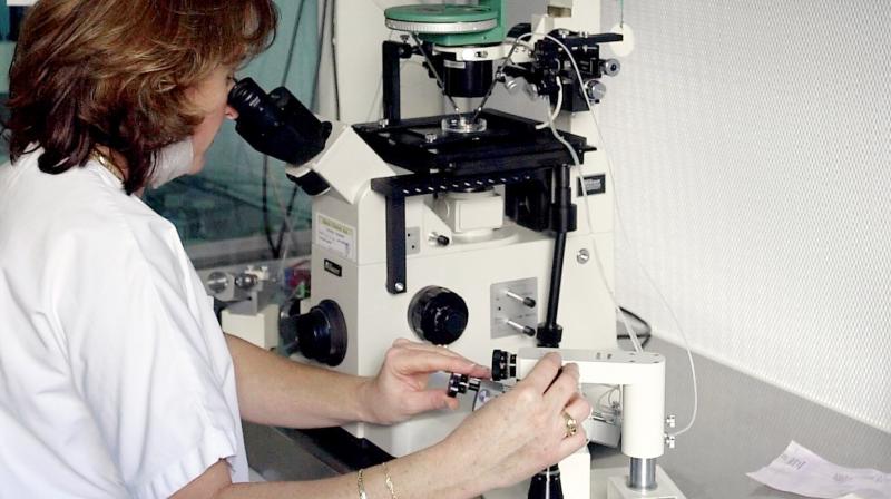 The study also found that the plant doesn’t affect healthy human liver cells (Photo: AFP) The study also found that the plant doesn’t affect healthy human liver cells (Photo: AFP)