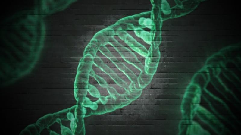 'Jumping genes' key to evolution, researchers reveal. (Photo: Pixabay) 'Jumping genes' key to evolution, researchers reveal. (Photo: Pixabay)
