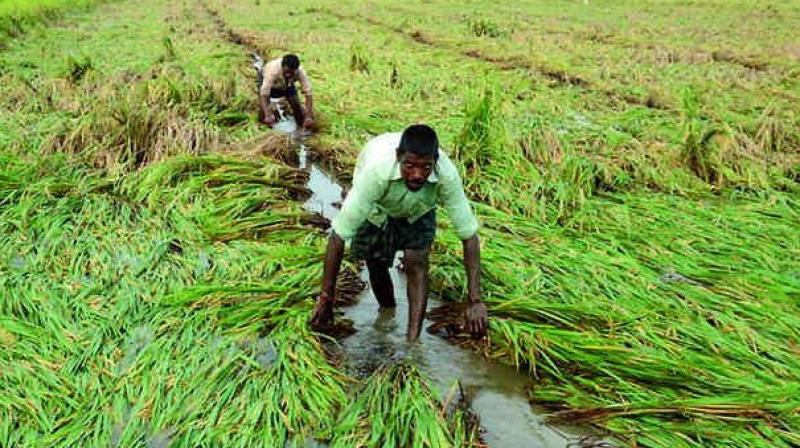 Rains give fresh lease of life to kharif season