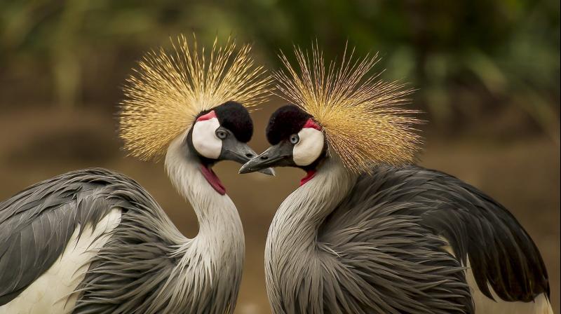 Online market for protected wildlife is booming. (Photo: Pixabay) Online market for protected wildlife is booming. (Photo: Pixabay)