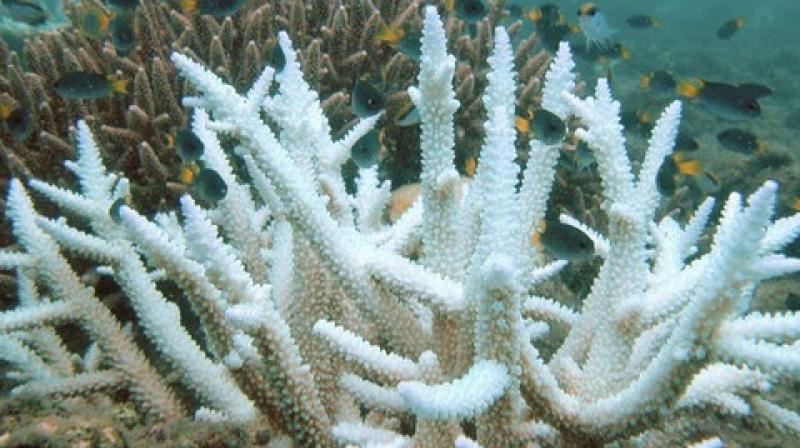 A new research shows that surface measurements alone may not accurately predict the full extent of thermal stress on deeper corals. (Photo: ANI) A new research shows that surface measurements alone may not accurately predict the full extent of thermal stress on deeper corals. (Photo: ANI)