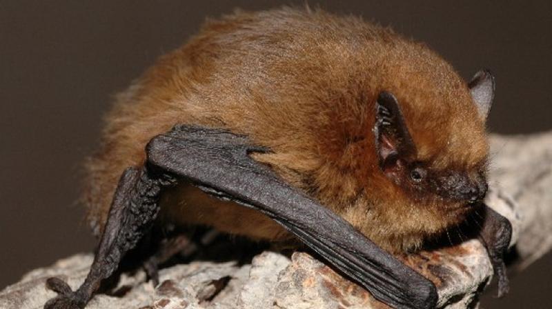 Warning lights such as these lure migrating bats precisely towards the danger which the lights help people to avoid. (Photo: ANI) Warning lights such as these lure migrating bats precisely towards the danger which the lights help people to avoid. (Photo: ANI)