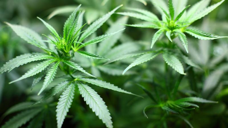 While regular use of potent forms of cannabis can increase the chances of developing psychosis, the chemical cannabidiol or CBD appears to have the opposite effect. (Photo: Pixabay) While regular use of potent forms of cannabis can increase the chances of developing psychosis, the chemical cannabidiol or CBD appears to have the opposite effect. (Photo: Pixabay)