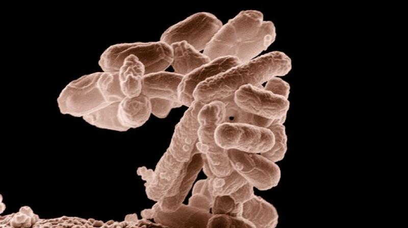 Diatoms are unicellular microalgae. (Photo: ANI) Diatoms are unicellular microalgae. (Photo: ANI)