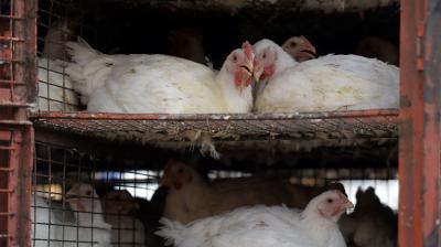 Genetic analysis showed the presence of the highly pathogenic N5 strain. (Photo: AFP/File)