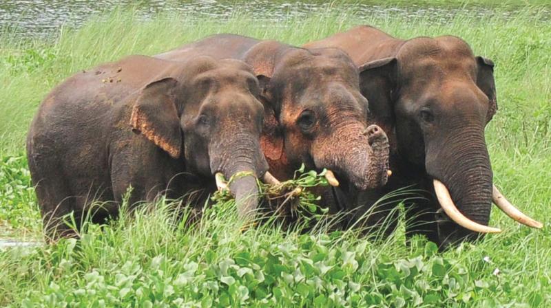 A forest official said the department needs at least 1215 trackers and watchers if they are to drive away a batch of stray elephants back into forests. Representational Image. (DC File Image)