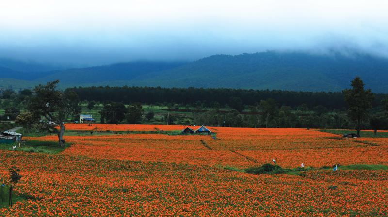 Marigold in full bloom at Gundlupet where it is cultivated on a large scale. Marigold in full bloom at Gundlupet where it is cultivated on a large scale.
