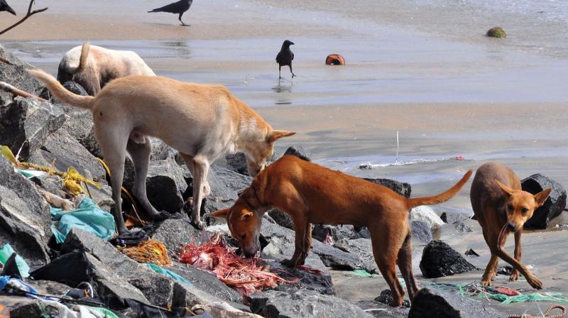 Corporation is planning to make City poultry waste free with the establishment of Rendering Plant. A scene from Kozhikode Beach where dogs are having chicken waste dumped by meat stall owners. Corporation is planning to make City poultry waste free with the establishment of Rendering Plant. A scene from Kozhikode Beach where dogs are having chicken waste dumped by meat stall owners.
