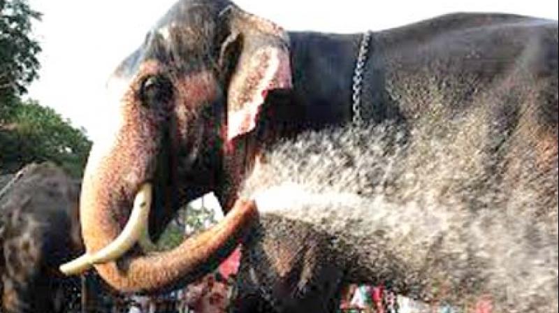 Elephant Elephant