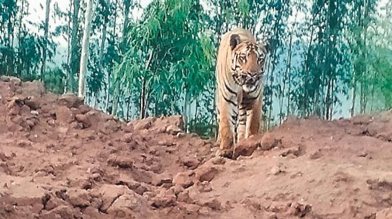 A CCTV grab of a young male tiger, about three years old, looking down a mine belonging to the Singareni Colieries in Adilabad district of Telangana.