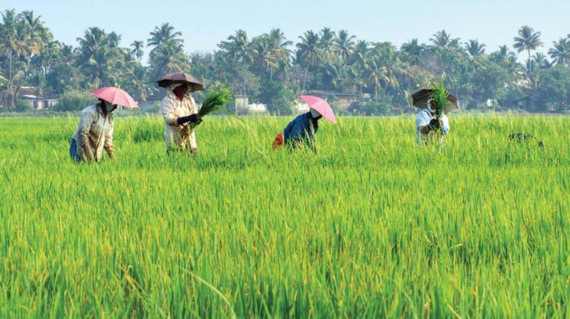 A farmer from Rapalle in Bonakal mandal said that he planned to raise maize or black gram from next year. He said that the increase of diesel costs has also impacted paddy cultivation.   Representational imageDC