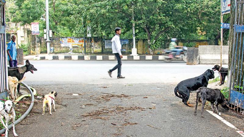 blue cross animal shelter