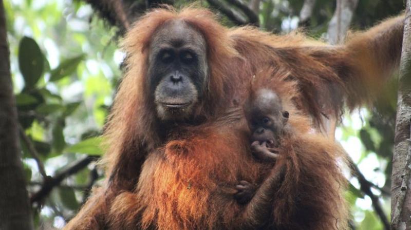 A study says there are no more than 800 of the primates, which researchers named Pongo tapanuliensis, making it the most endangered great ape species. (Photo credit: AP) A study says there are no more than 800 of the primates, which researchers named Pongo tapanuliensis, making it the most endangered great ape species. (Photo credit: AP)