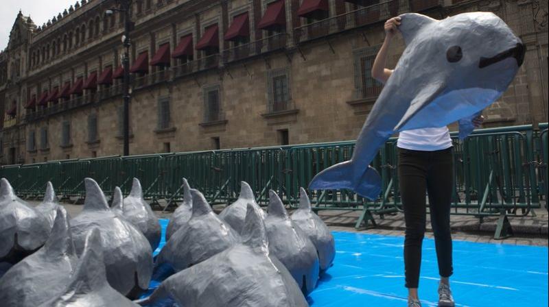 . In late October, researchers captured a vaquita calf but quickly freed it because it was showing signs of stress and was too young to survive without its mother. (Photo credit: AP) . In late October, researchers captured a vaquita calf but quickly freed it because it was showing signs of stress and was too young to survive without its mother. (Photo credit: AP)