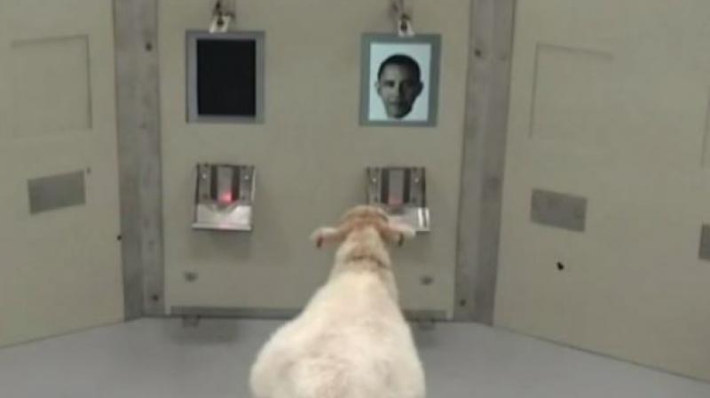 Among the faces sheeps were trained to recognize were Barack Obama and Harry Potter actress Emma Watson. Among the faces sheeps were trained to recognize were Barack Obama and Harry Potter actress Emma Watson.