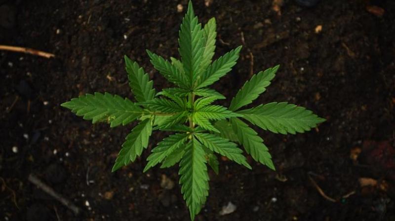 Study finds smoking marijuana affects how you walk. (Photo: Pixabay) Study finds smoking marijuana affects how you walk. (Photo: Pixabay)