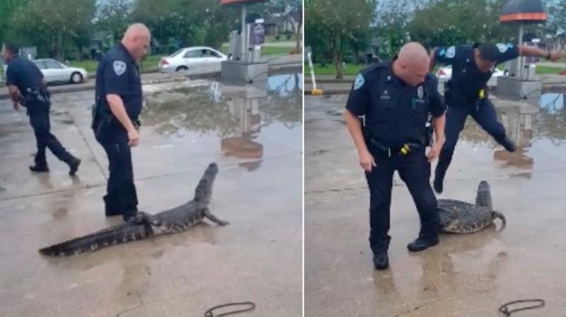 Frightened officer let's out hilarious scream because he's afraid of an alligator whose mouth was taped shut. (Photo: Facebook / Jefferson Parish Sheriff's Office) Frightened officer let's out hilarious scream because he's afraid of an alligator whose mouth was taped shut. (Photo: Facebook / Jefferson Parish Sheriff's Office)