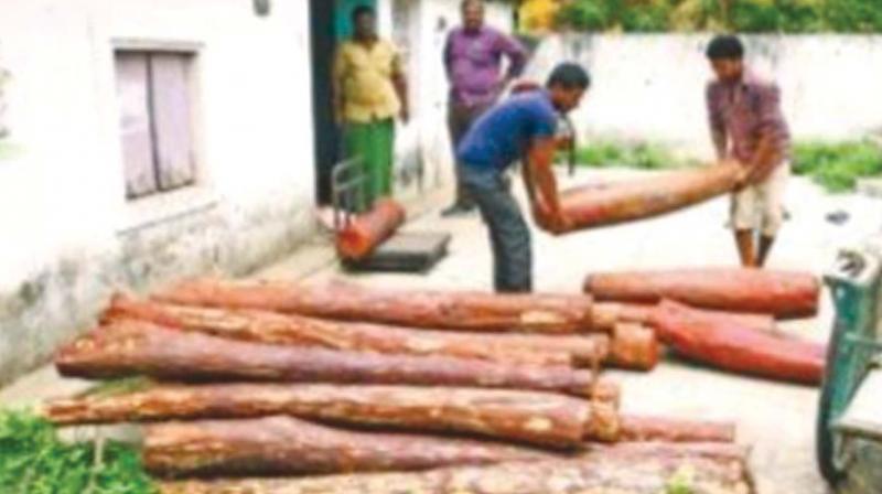 On Tuesday morning, the special team searched the house and found three tonnes of red sanders which is worth Rs 30 lakh. On Tuesday morning, the special team searched the house and found three tonnes of red sanders which is worth Rs 30 lakh.