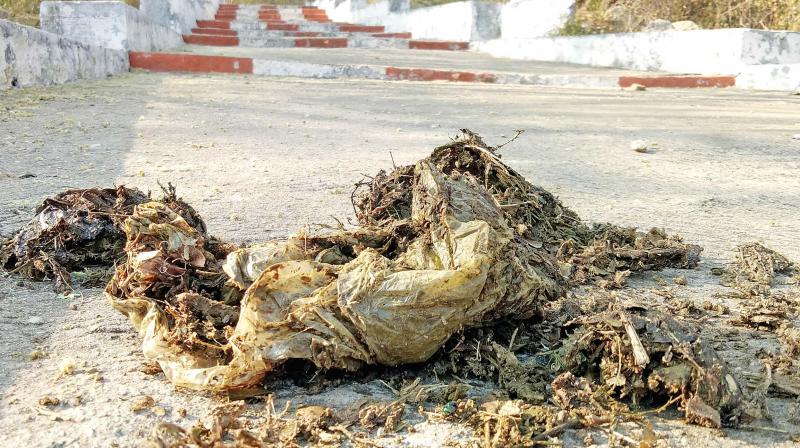 Polythene carry bags found in elephants dung at Anubhavi hill. (Photo: DC) Polythene carry bags found in elephants dung at Anubhavi hill. (Photo: DC)