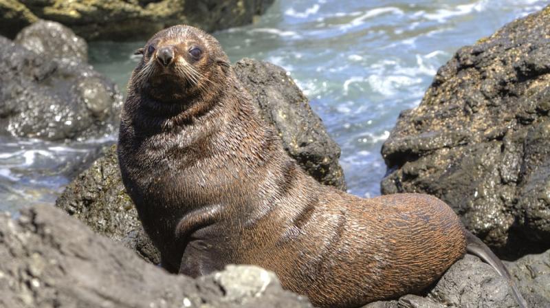Ziggy had been taken in by the aquarium four years ago, after she was deemed unfit for release back into the wild after being found stranded on a California beach. (Representational Image/ Pixabay) Ziggy had been taken in by the aquarium four years ago, after she was deemed unfit for release back into the wild after being found stranded on a California beach. (Representational Image/ Pixabay)