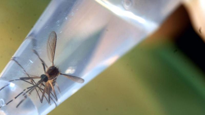This drug already is used in pregnant women to treat malaria (Photo: AFP) This drug already is used in pregnant women to treat malaria (Photo: AFP)