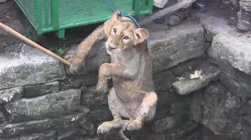 She will soon be released in the wild (Photo: YouTube) She will soon be released in the wild (Photo: YouTube)