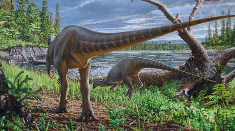 Diluvicursor was about 7-1/2-feet (2.3 meters) long. Diluvicursor was about 7-1/2-feet (2.3 meters) long.