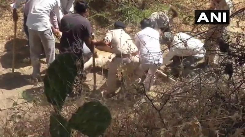 An official from the Gir forest department revealed that 11 lion deaths were reported between September 11 and September 19, while 10 more big cats died in the next 10 days which means one death daily. (Photo: ANI/Twitter) An official from the Gir forest department revealed that 11 lion deaths were reported between September 11 and September 19, while 10 more big cats died in the next 10 days which means one death daily. (Photo: ANI/Twitter)