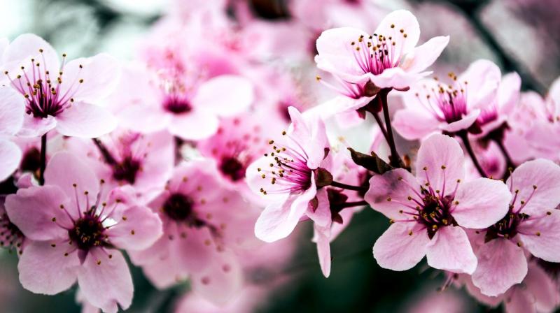 Out of the 600 different kinds of cherry trees in Japan, the ones in Yokohama are the typical 'Someiyoshino' cherry variety. (Photo: Representational/Pexels) Out of the 600 different kinds of cherry trees in Japan, the ones in Yokohama are the typical 'Someiyoshino' cherry variety. (Photo: Representational/Pexels)