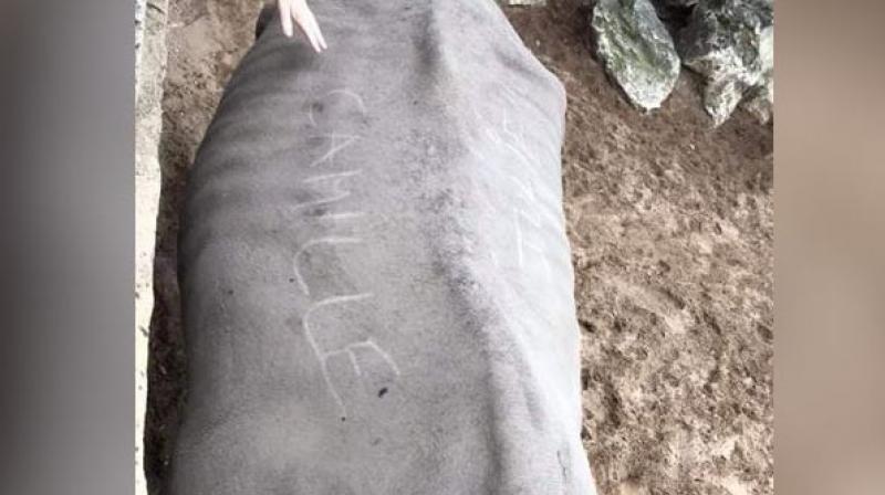 A photograph of the 35-year-old female rhinoceros with the words 'Camille' and 'Julien' on its back has been widely shared on social media, triggering an outcry. (Photo: Twitter) A photograph of the 35-year-old female rhinoceros with the words 'Camille' and 'Julien' on its back has been widely shared on social media, triggering an outcry. (Photo: Twitter)