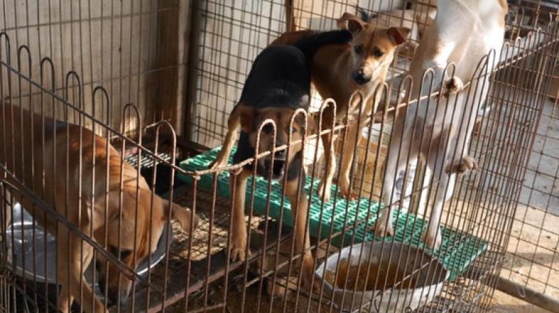 The animals have to taken abroad because they're generally not wanted in South Korea as pets or companion dogs. (Photo: Representational/AP) The animals have to taken abroad because they're generally not wanted in South Korea as pets or companion dogs. (Photo: Representational/AP)