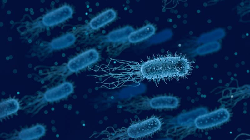 Understanding how Gram-negative bacteria interact with each other can help in controlling high-risk infections. (Photo: Representational/Pixabay) Understanding how Gram-negative bacteria interact with each other can help in controlling high-risk infections. (Photo: Representational/Pixabay)