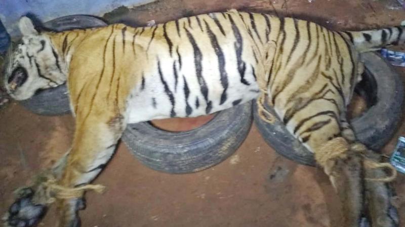 Carcass of the tiger found in Devarshola limits near Gudalur in Nilgiris. (Photo:DC) Carcass of the tiger found in Devarshola limits near Gudalur in Nilgiris. (Photo:DC)