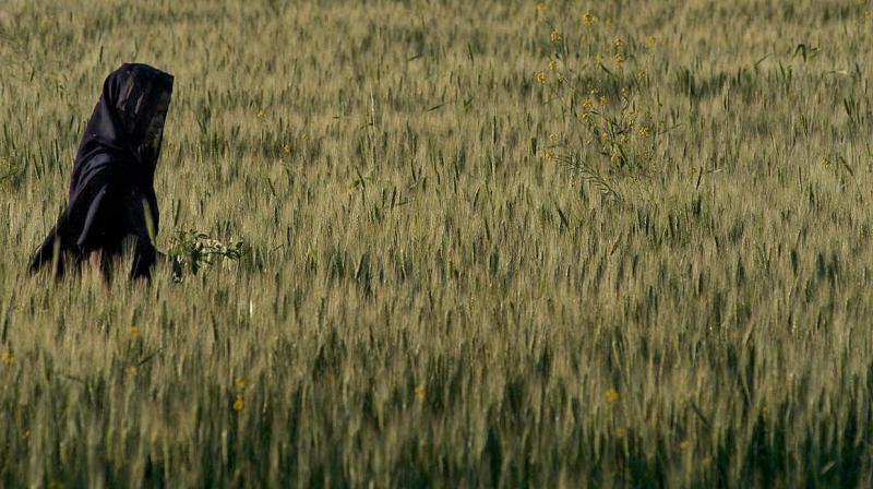 Mice exposed to farm dust or LPS significantly showed lower asthmatic responses (Photo: AFP) Mice exposed to farm dust or LPS significantly showed lower asthmatic responses (Photo: AFP)