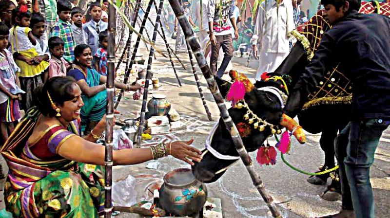 (Above) Women celebrate Sankranthi in Bengaluru on Saturday . (Above) Women celebrate Sankranthi in Bengaluru on Saturday .