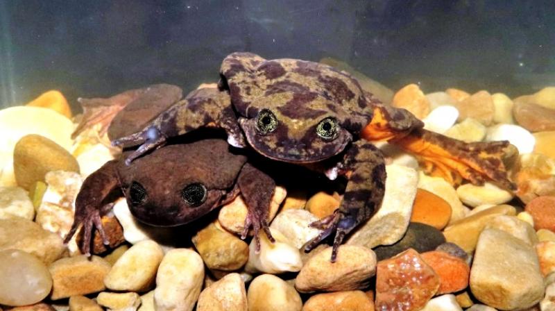 A combination of climate change, habitat destruction, contamination, chytridiomycosis and the introduction of invasive trout provoked the abrupt demise of many aquatic frog species in Bolivia, Ecuador and Peru. (Photo: AFP) A combination of climate change, habitat destruction, contamination, chytridiomycosis and the introduction of invasive trout provoked the abrupt demise of many aquatic frog species in Bolivia, Ecuador and Peru. (Photo: AFP)