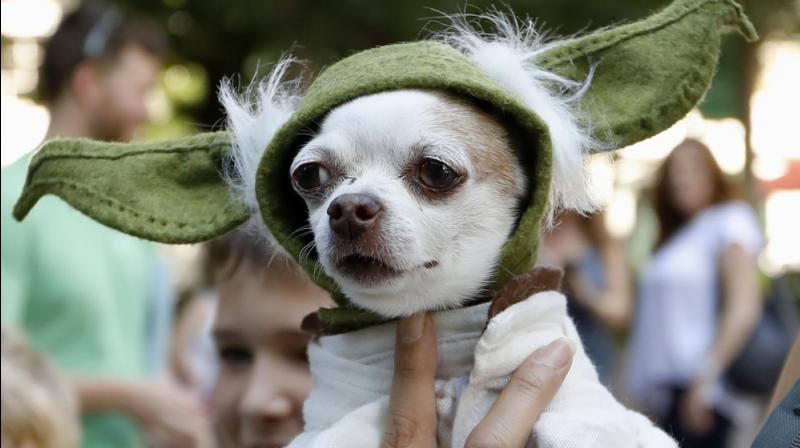 A dog in the attire of Yoda, a Stars Wars character. (Photo: AP) A dog in the attire of Yoda, a Stars Wars character. (Photo: AP)