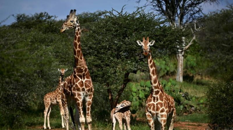 The African giraffe has been the most hard-hit by habitat loss. (Photo: AFP) The African giraffe has been the most hard-hit by habitat loss. (Photo: AFP)
