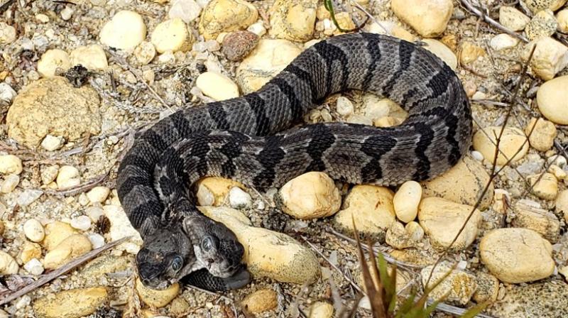 The two-headed timber rattlesnake. (Photo: Herpetological Associates, Inc./AP) The two-headed timber rattlesnake. (Photo: Herpetological Associates, Inc./AP)