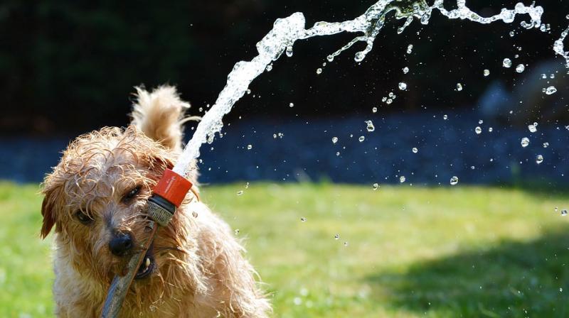 From a medication check to grooming, there’s lots that can be done to ensure the well-being of pets as summer approaches. (Photo:Representational/Pixabay) From a medication check to grooming, there’s lots that can be done to ensure the well-being of pets as summer approaches. (Photo:Representational/Pixabay)