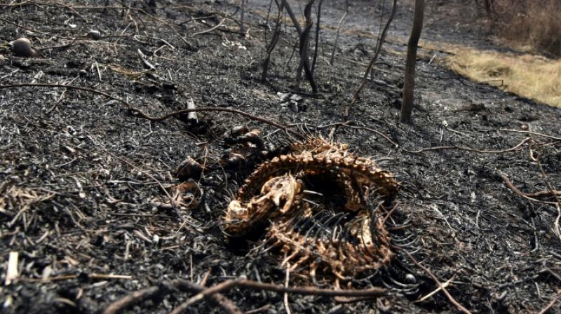 The eastern department of Santa Cruz has been the hardest hit of Bolivia's nine departments since the fires began in May and intensified in late August. (Photo: AFP) The eastern department of Santa Cruz has been the hardest hit of Bolivia's nine departments since the fires began in May and intensified in late August. (Photo: AFP)