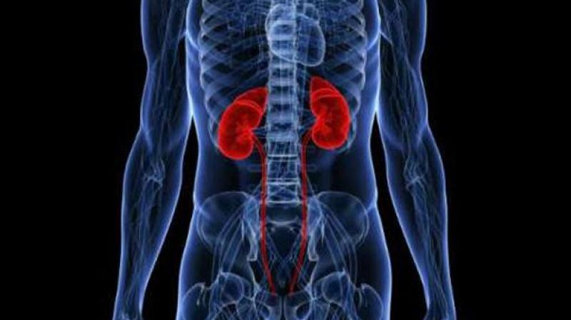 Keeping the body's pH level in balance is important for normal organ function. (Photo: Pixabay) Keeping the body's pH level in balance is important for normal organ function. (Photo: Pixabay)