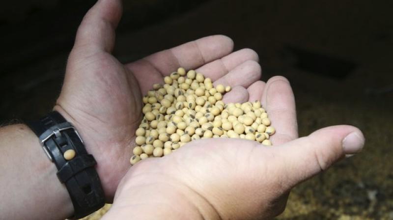 Gene editing lets scientists alter traits by snipping out or adding specific genes in a lab. (Photo: AP) Gene editing lets scientists alter traits by snipping out or adding specific genes in a lab. (Photo: AP)