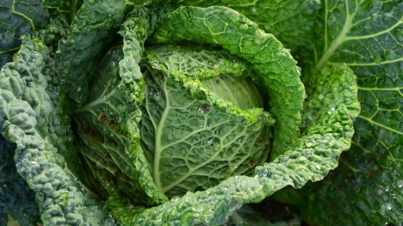 The vegetable is so large that it needs to be taken around in a wheelbarrow, and Calder will soon be showing off the vegetable of his labour at the local farm fair. (Photo: Pixabay) The vegetable is so large that it needs to be taken around in a wheelbarrow, and Calder will soon be showing off the vegetable of his labour at the local farm fair. (Photo: Pixabay)