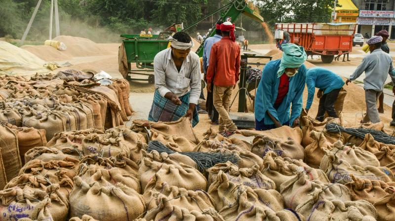 Labourers pack paddy grains in bags at Anaj Mandi in Ambala. (Photo:PTI)