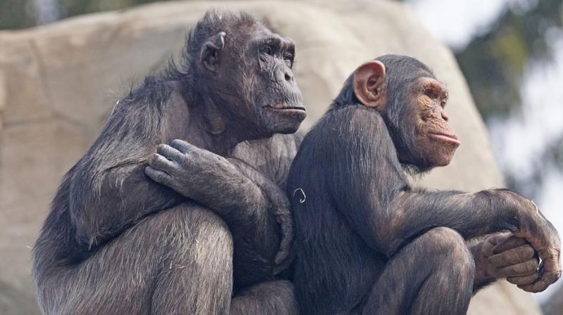 Researchers warn chimps, other primates close to extinction. (Photo: Pixabay) Researchers warn chimps, other primates close to extinction. (Photo: Pixabay)