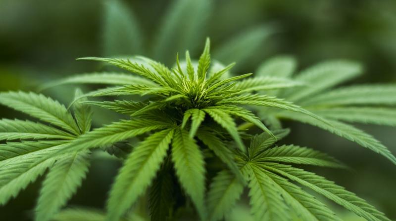 While its use is a federal crime as a controlled substance, 28 states and the District of Columbia now allow it for treating medical conditions. (Photo: Representational/Pixabay) While its use is a federal crime as a controlled substance, 28 states and the District of Columbia now allow it for treating medical conditions. (Photo: Representational/Pixabay)