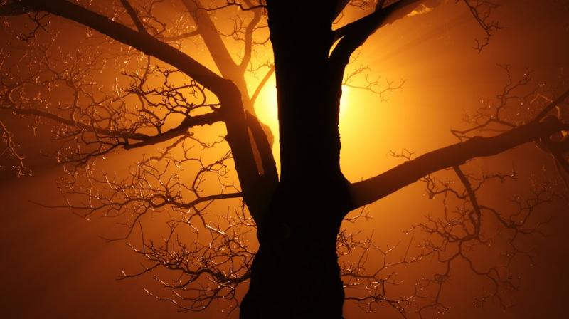 Warming temperatures due to climate change could cause trouble for the ancient trees. (Photo: Pixabay) Warming temperatures due to climate change could cause trouble for the ancient trees. (Photo: Pixabay)