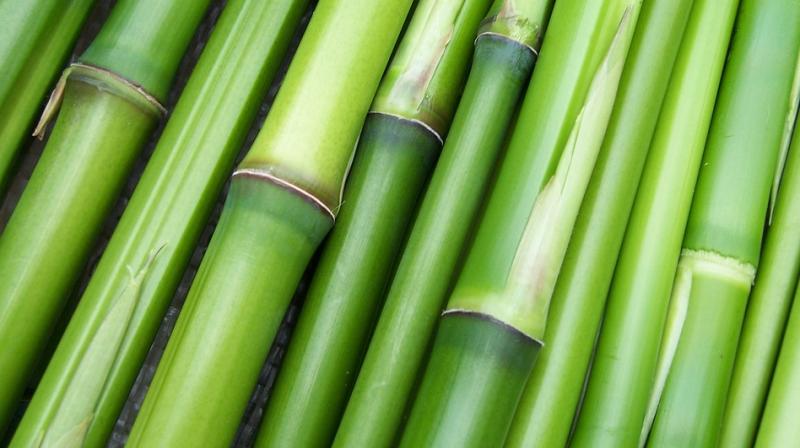 Plants are the natural largest source of cellulose, but are largely unexplored in such biomedical applications. (Photo: Pixabay) Plants are the natural largest source of cellulose, but are largely unexplored in such biomedical applications. (Photo: Pixabay)